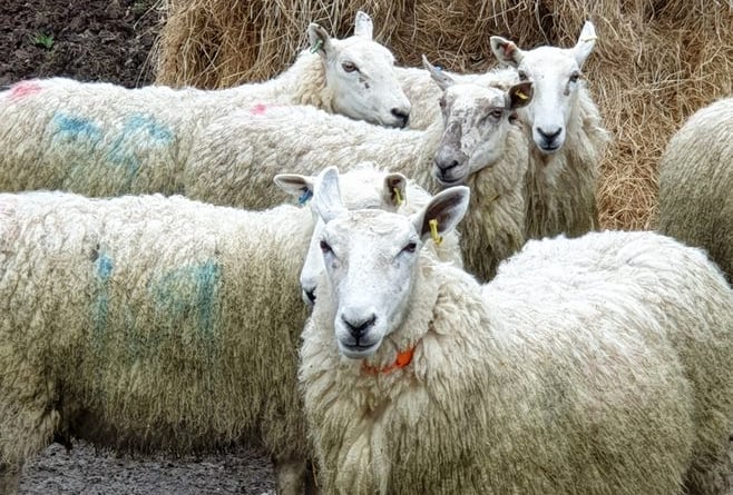 Sheep on Aberystwyth University farms