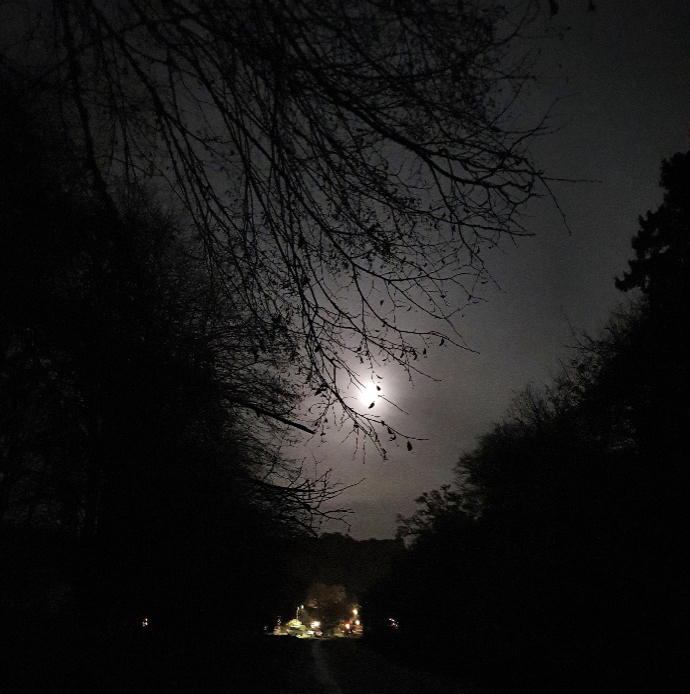 Council to trial lights switch off for wildlife