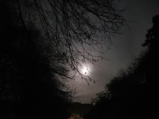 Council to trial lights switch off for wildlife