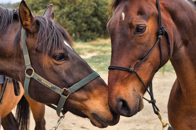 A plan to have five horses at a property in Caerwent has been rejected