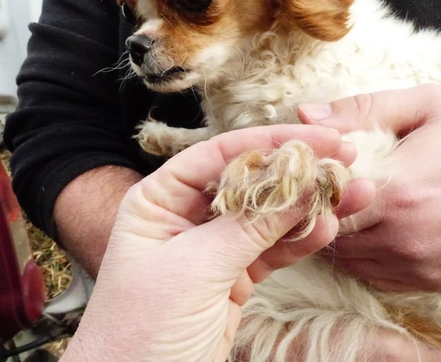 Suspended jail for Bream couple whose dogs and lizard 'suffered badly'