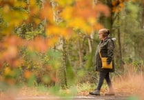 Explore the sites and sounds of the Forest with RSPB walk from just £1