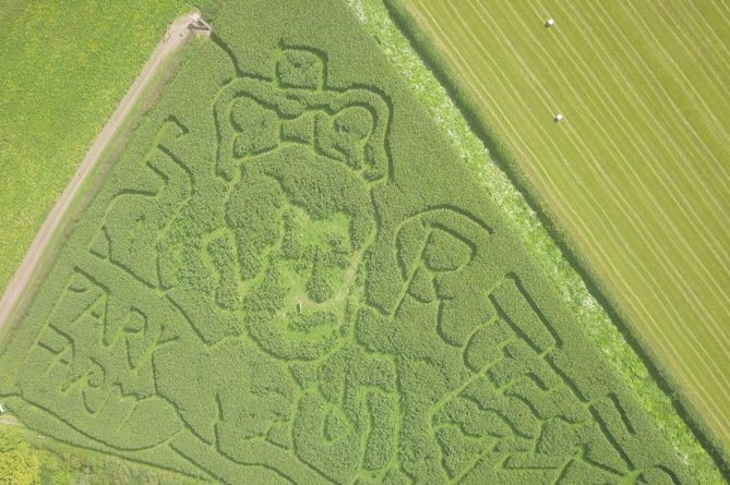 Park Farm: a maize maze in the likeness of King Charles