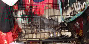 Animal sanctuary owner jailed for eight months