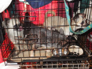 Animal sanctuary owner jailed for eight months