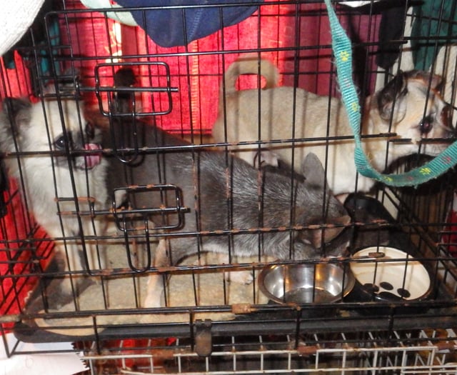 Animal sanctuary owner jailed for eight months