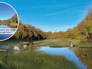 Re-naturalising of Cannop Brook no longer an option - Forestry England