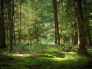 Tourism tax for the Forest of Dean could be 'worth looking into'