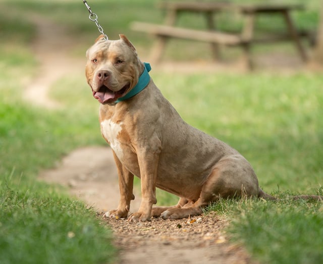 Dog in fatal Rogiet attack was an XL Bully say police