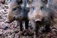 Contingency for disease would be to 'get rid' of boar - Stannard