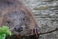 New beaver enclosure to be created near Speech House