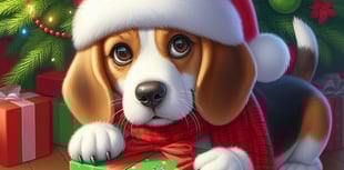 Experts reveal Christmas foods furry Foresters should avoid