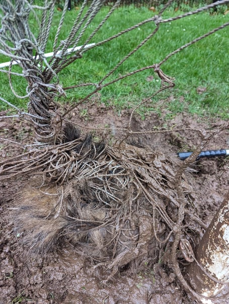 badger in football net