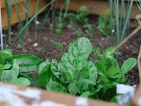 Grant funding available to kickstart community food-growing projects 