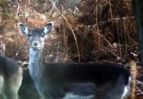 Police appeal after deer shot in head with crossbow bolt