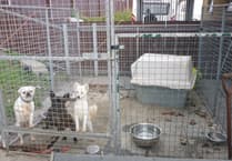 Eleven sentenced for illegal puppy trading