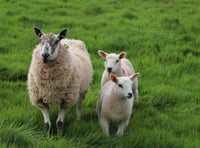 Police warning after attacks on sheep in Forest