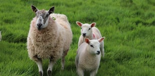 Police warning after attacks on sheep in Forest
