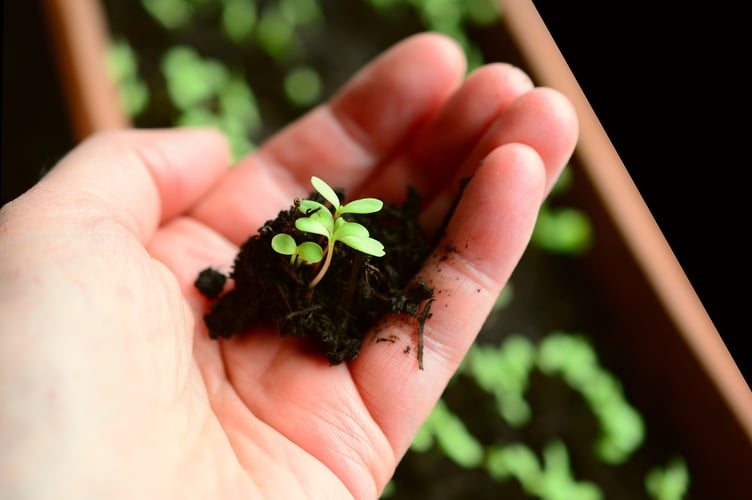plant