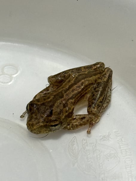 This African Reed frog was discovered in a bunch of bananas