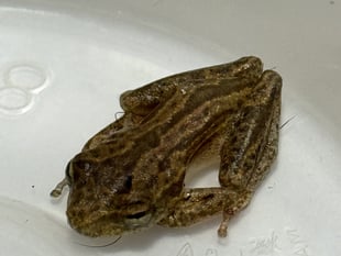 Tiny frog's big adventure lands him in Monmouthshire