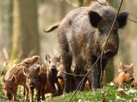 Forestry England give boar advice