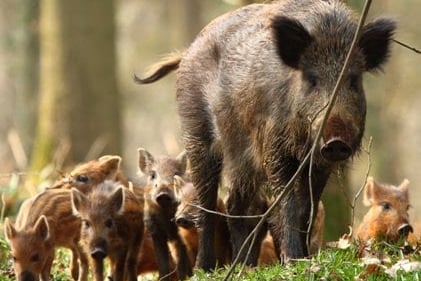 Forestry England give boar advice