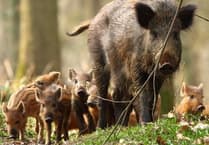 Forestry England give boar advice