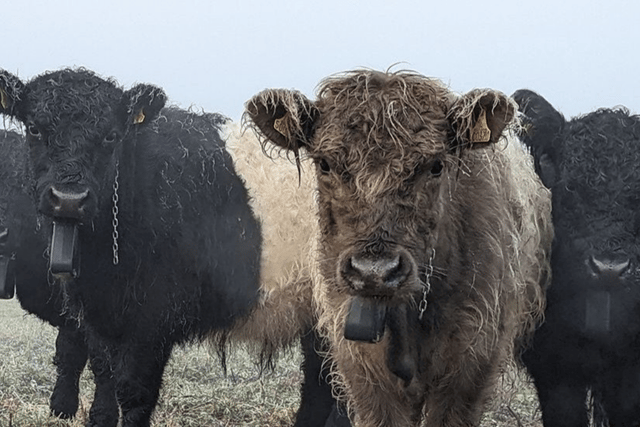 Cattle orchard moo-ve