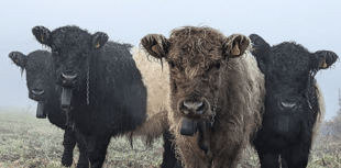 Cattle orchard moo-ve
