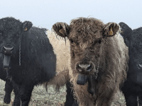 Cattle orchard moo-ve