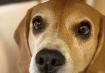 Wye Valley Ukrainian refugee appeals for help to save cherished beagle's life