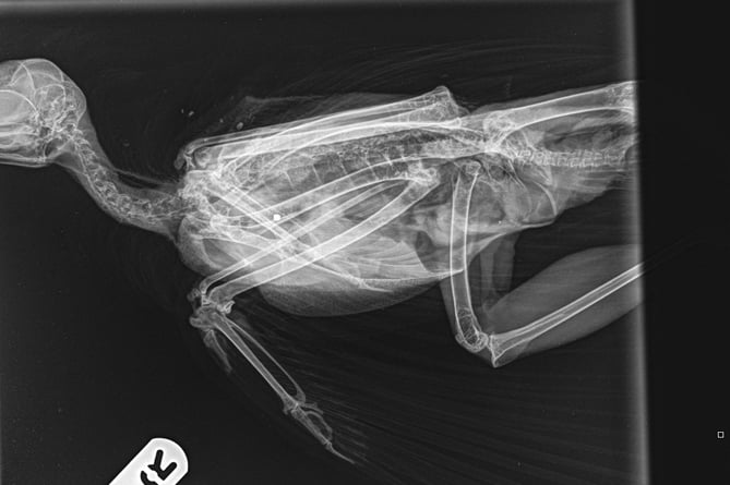 An x-ray showing the pellet in the hip of the dead goshawk