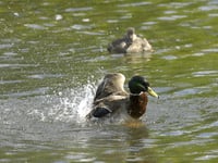 Sewage spills in the Forest of Dean rose by two-thirds in 2023