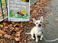 Dog play park and pitch ban approved 