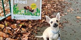 Dog play park and pitch ban approved 
