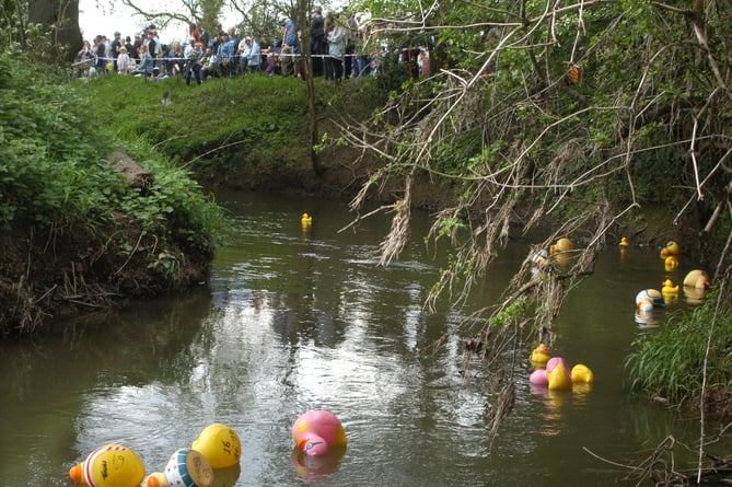 Plastic ducks race down the river