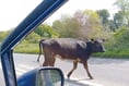 Bull brings A48 near Chepstow to a standstill