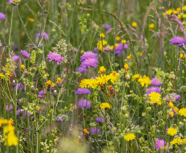 Gardening weekly with Lynne Allbutt