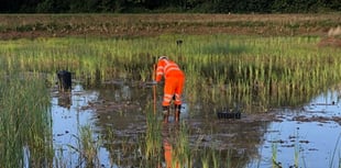 Innovative wetland project recognised with award