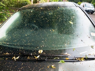 Avoid damaging your car by using online hacks to clean tree sap