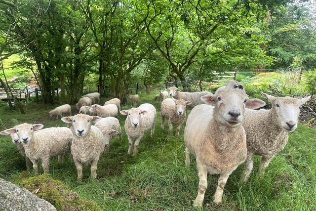 Police appeal after dogs attack sheep