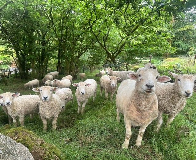 Police appeal after dogs attack sheep