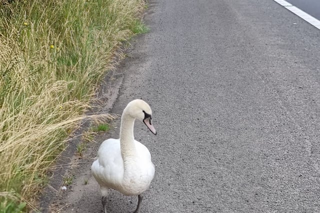 New home for motorway swan