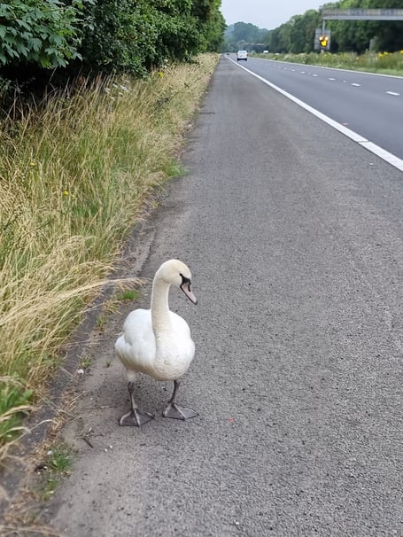 The swan on the hard shoulder of the M48.
