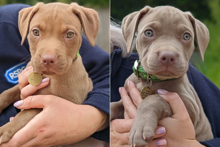 2 dogs saved