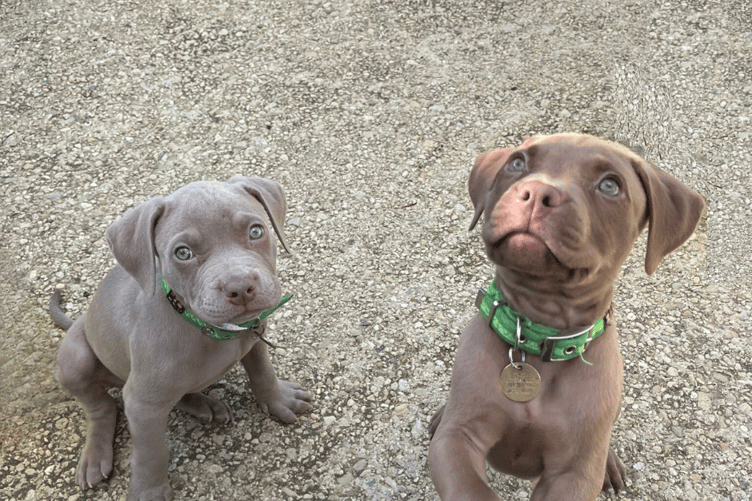 Pups