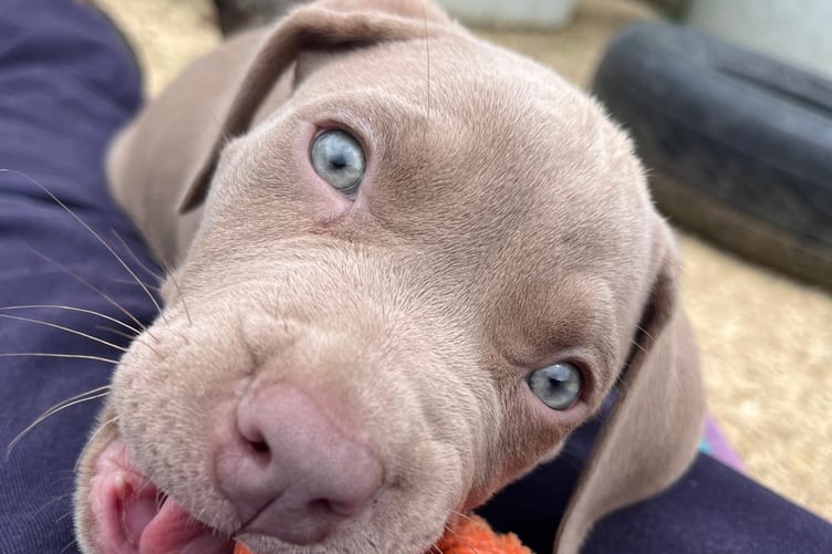 Puppy saved