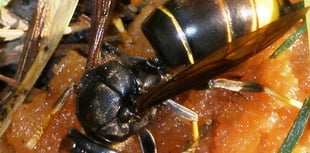 Gloucestershire Professor invites assistance for Asian hornet study