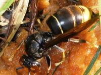 Gloucestershire Professor invites assistance for Asian hornet study
